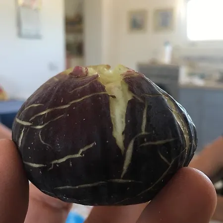 Viadelcampo Frühstückspension